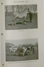 Chiloccan-1926_Page_15_Image_0001